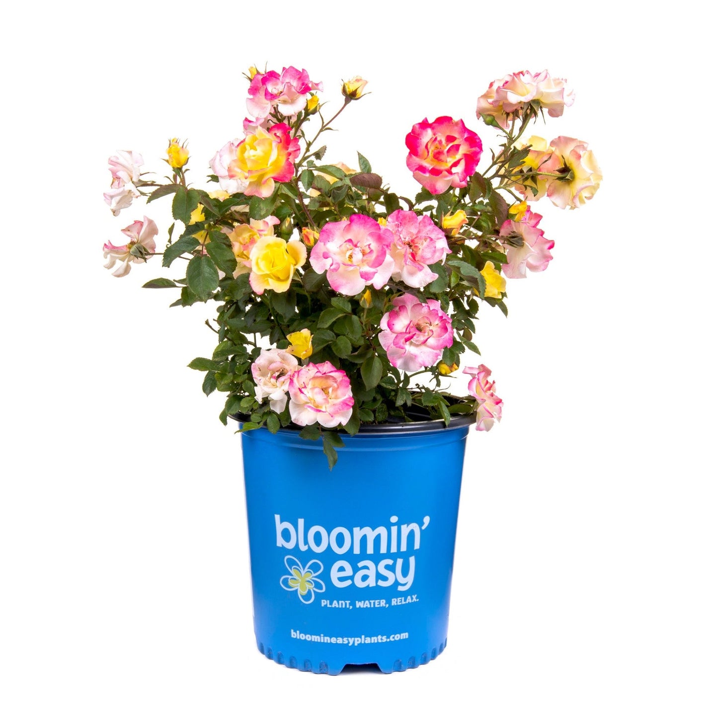 Gumball Goody Rose plant with pink and yellow blooms in a blue pot on Tampa Home & Garden Store
