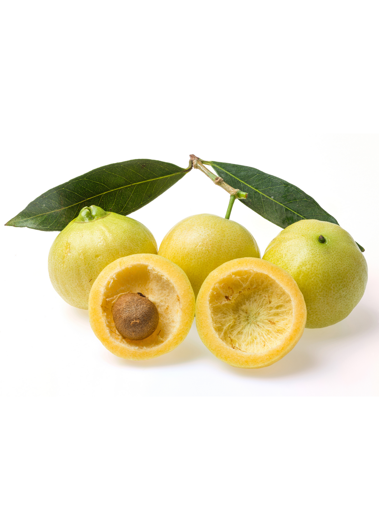 Rose Apple (Syzygium jambos) - Tampa Home & Garden Store