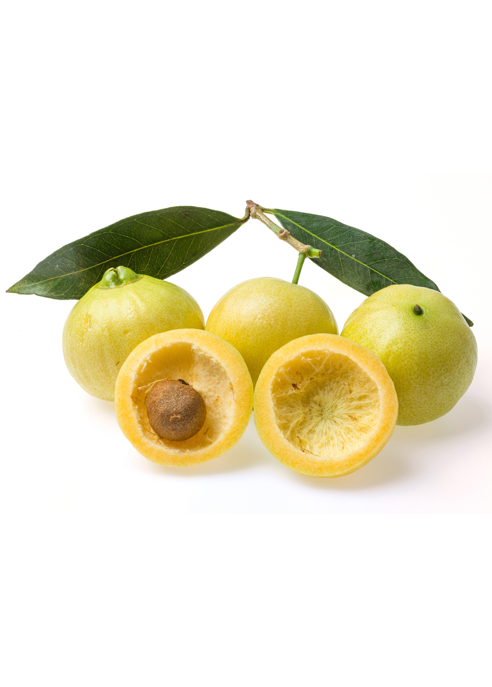 Rose Apple (Syzygium jambos) - Tampa Home & Garden Store