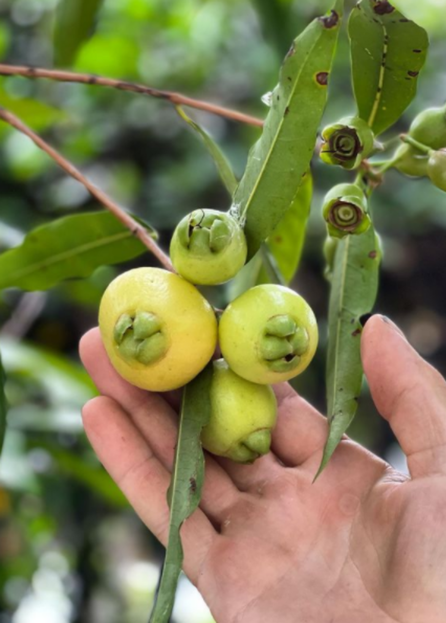 Rose Apple (Syzygium jambos) - Tampa Home & Garden Store