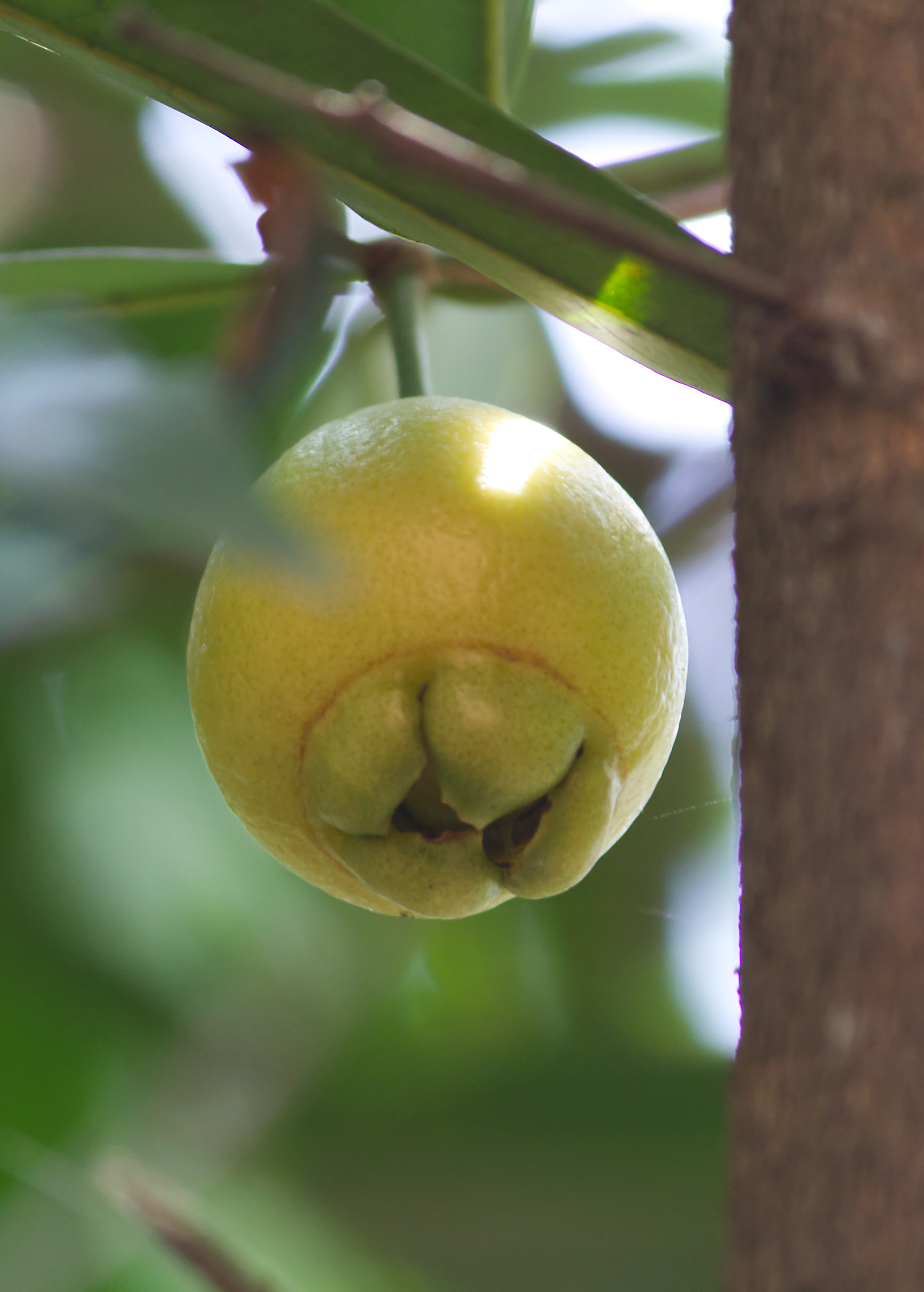 Rose Apple (Syzygium jambos) - Tampa Home & Garden Store