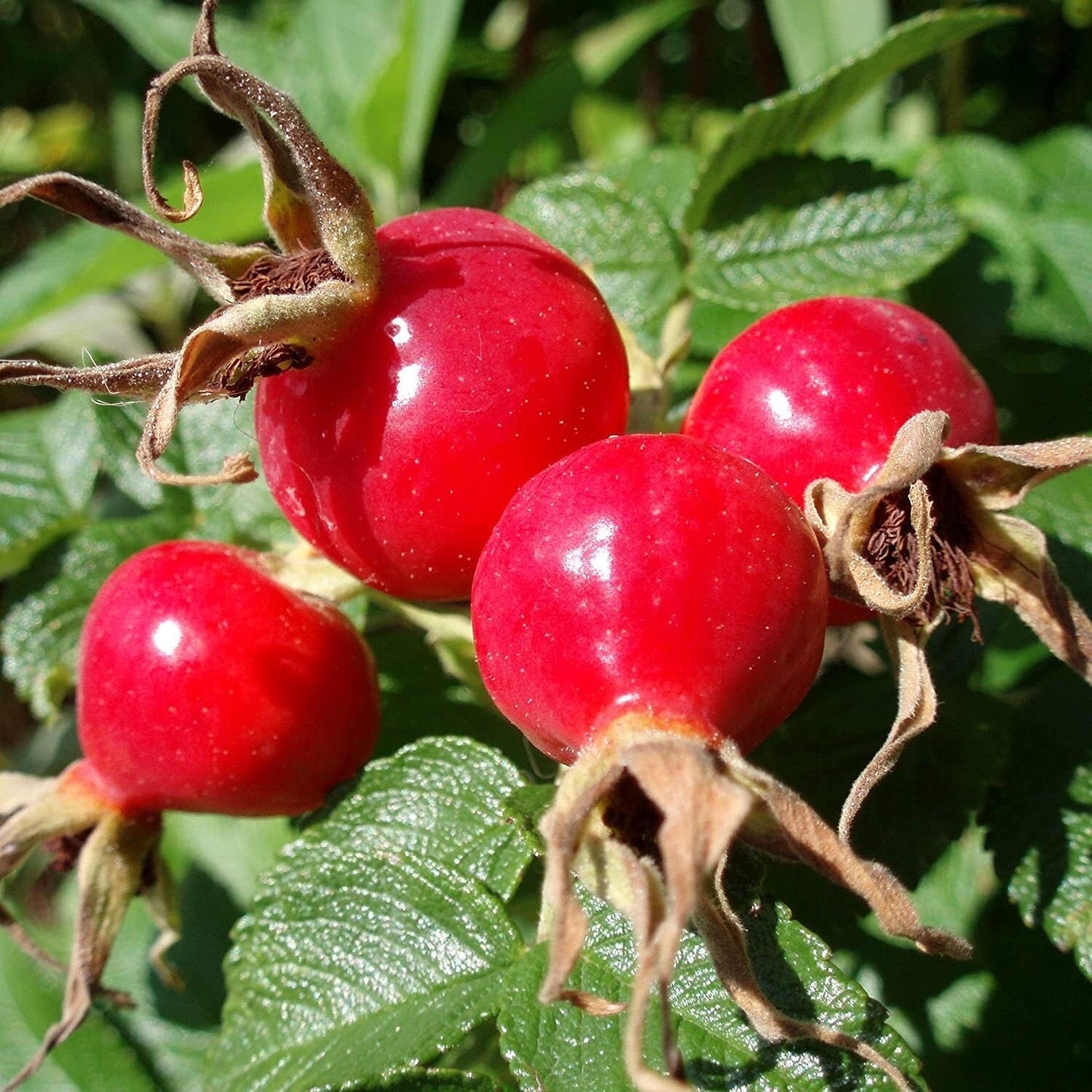 Rose Hip Seeds (Rosa Canina) Packet of 10 Seeds - Tampa Home & Garden Store