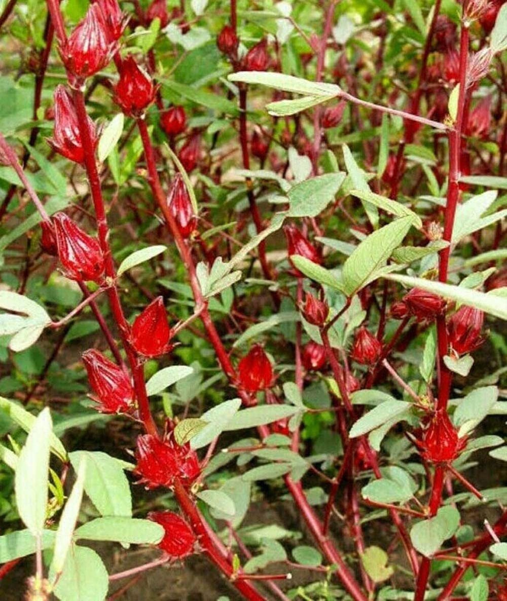 Rosella - 30 Seeds - Hibiscus Sabdariffa Edible Fruit Perennial Fast Growing - Tampa Home & Garden Store