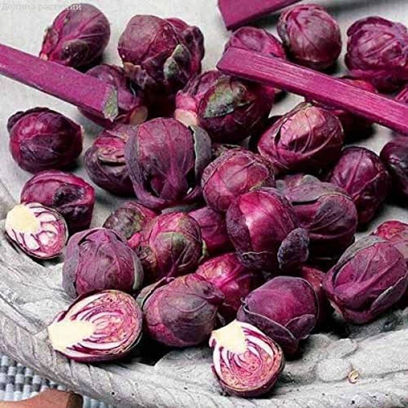 Rosella Brussels Sprouts Cabbage - 100 Seeds - Purple egetable - Tampa Home & Garden Store