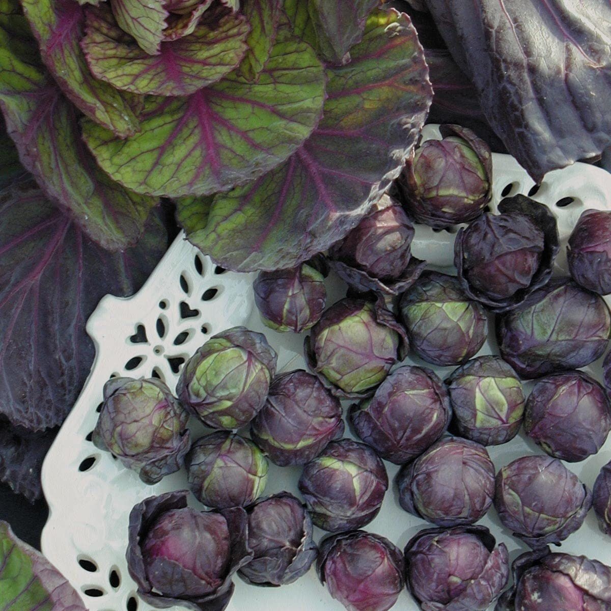 Rosella Brussels Sprouts Cabbage - 100 Seeds - Purple egetable - Tampa Home & Garden Store