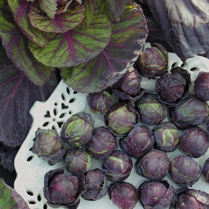 Rosella Brussels Sprouts Cabbage - 100 Seeds - Purple egetable - Tampa Home & Garden Store