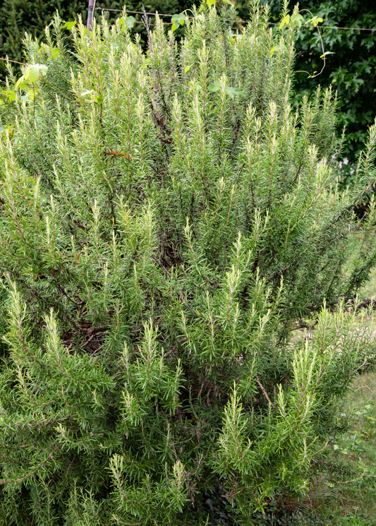 Rosemary (Rosmarinus officinalis) - Tampa Home & Garden Store