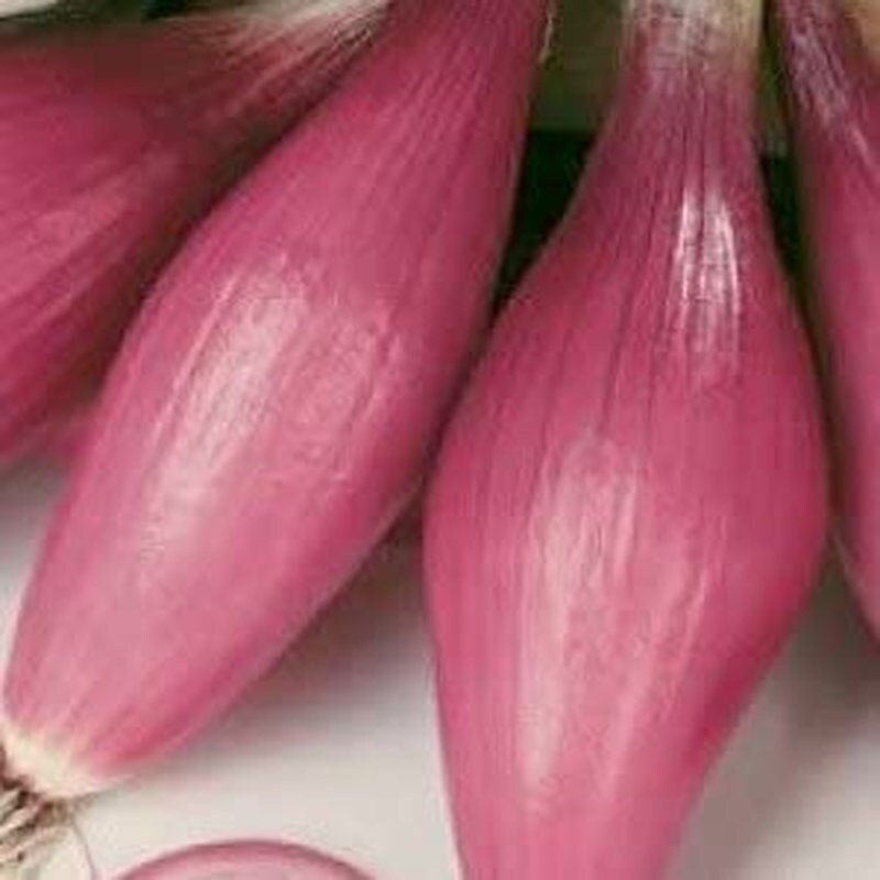 Rossa Lunga Torpedo Onion - 200 Seeds - Heirloom Italian Variety - Tampa Home & Garden Store