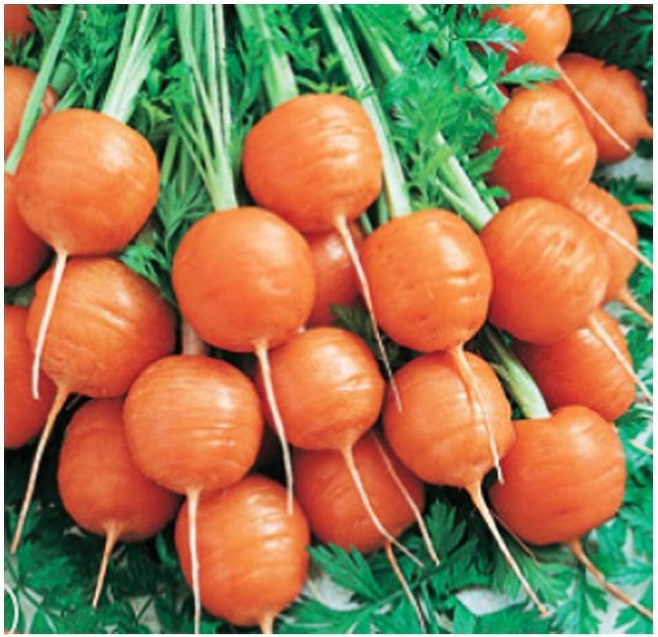 Round Parisian Carrots  - 500 Seeds - Tampa Home & Garden Store