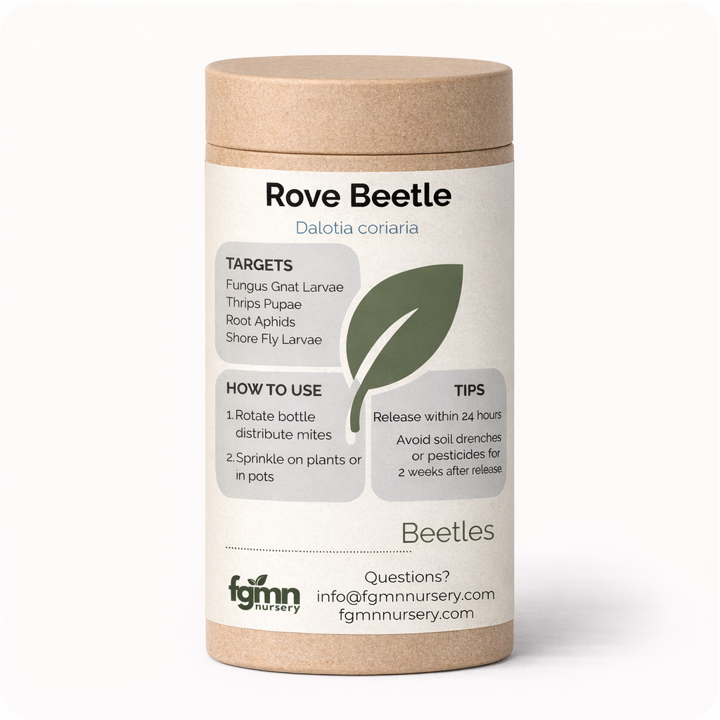 Dalotia coriaria - Escarabajo Rove