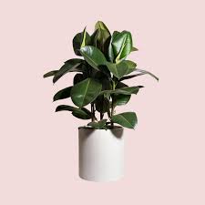 Rubber Tree - Tampa Home & Garden Store