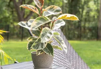 Rubber Tree Tineke - Tampa Home & Garden Store