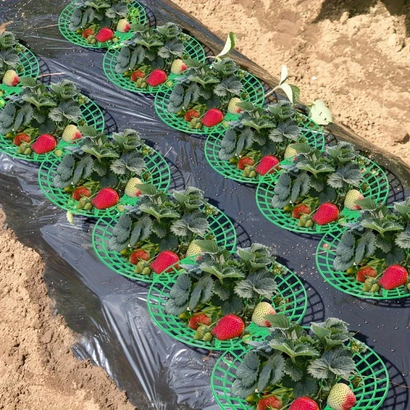 Green Pvc Strawberry Cage and Plant Protector