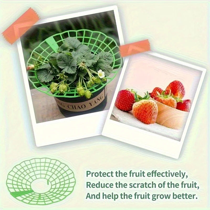 Green Pvc Strawberry Cage and Plant Protector