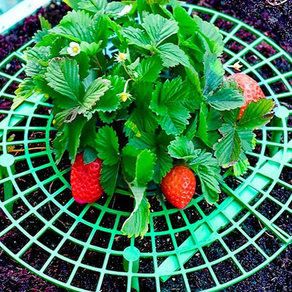 Green Pvc Strawberry Cage and Plant Protector