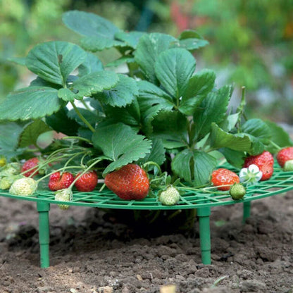 Green Plastic Strawberry Support Rack for Garden