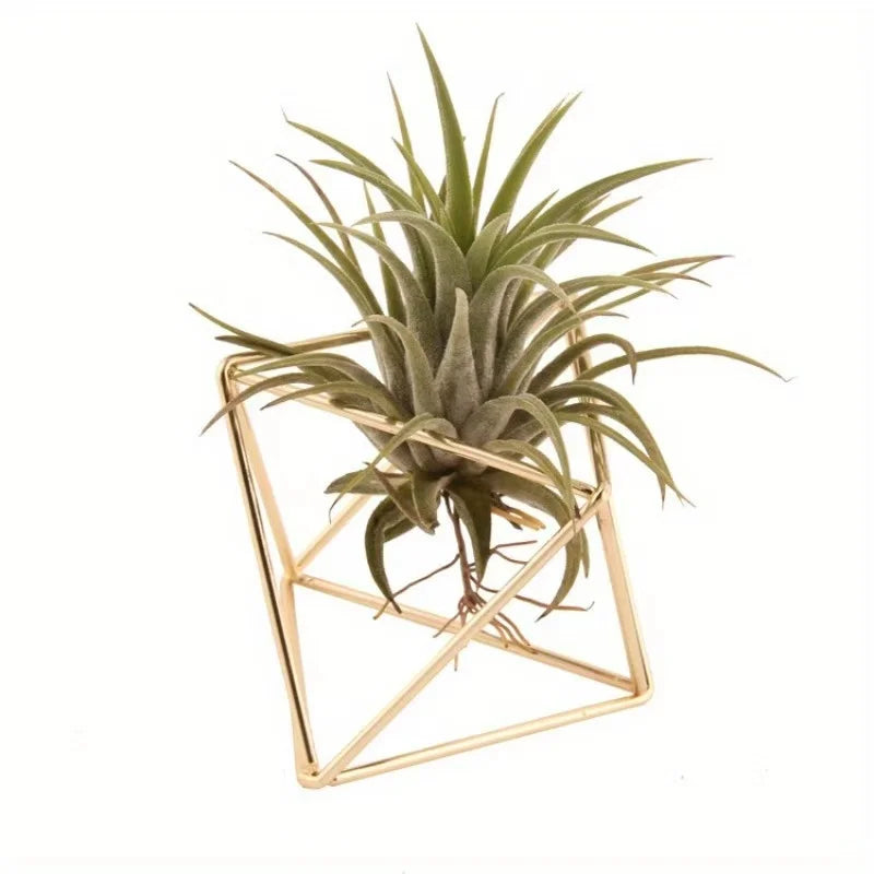4 Metal Geometric Air Plant Stands for Home Decor