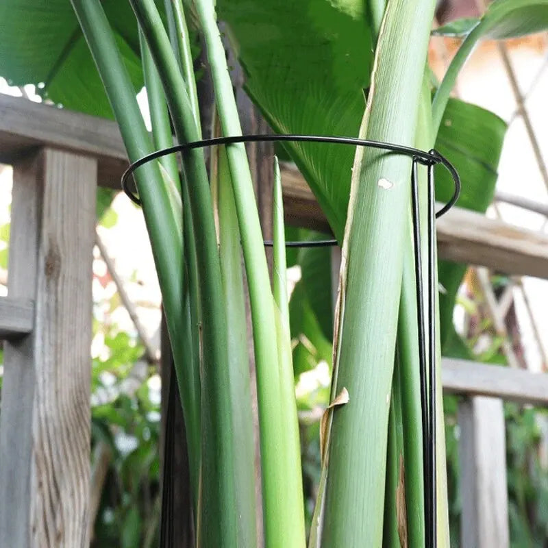 6Pcs Metal Plant Support Stakes and Borders