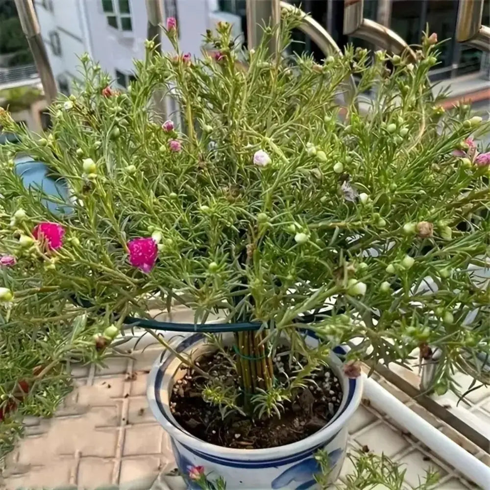 Plastic Bonsai Vine Rack and Plant Support Stand