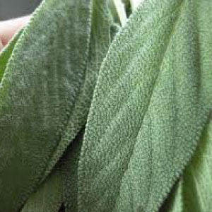 SAGE Seeds - Tampa Home & Garden Store