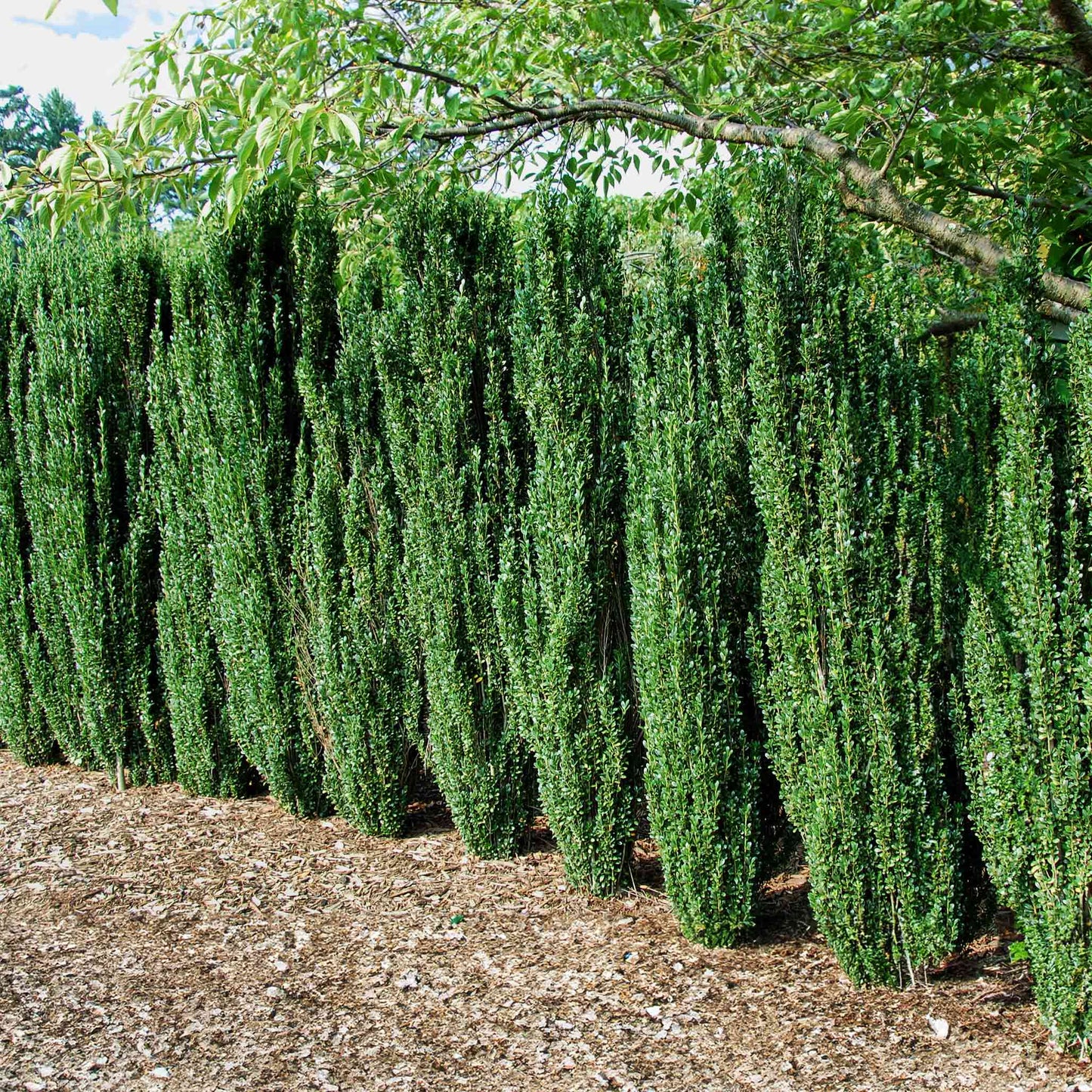Sky Pencil Holly plant, slender evergreen hedge, columnar growth Live Good Logistics on Tampa Home & Garden Store