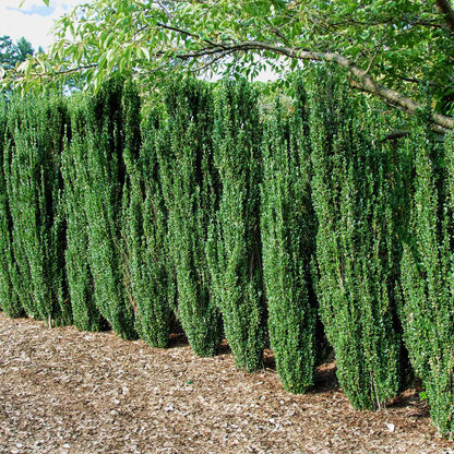 Sky Pencil Holly plant, slender evergreen hedge, columnar growth Live Good Logistics on Tampa Home & Garden Store