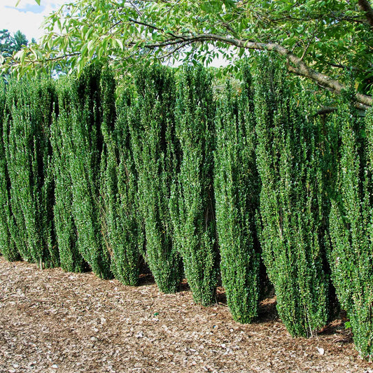 Sky Pencil Holly plant, slender evergreen hedge, columnar growth Live Good Logistics on Tampa Home & Garden Store