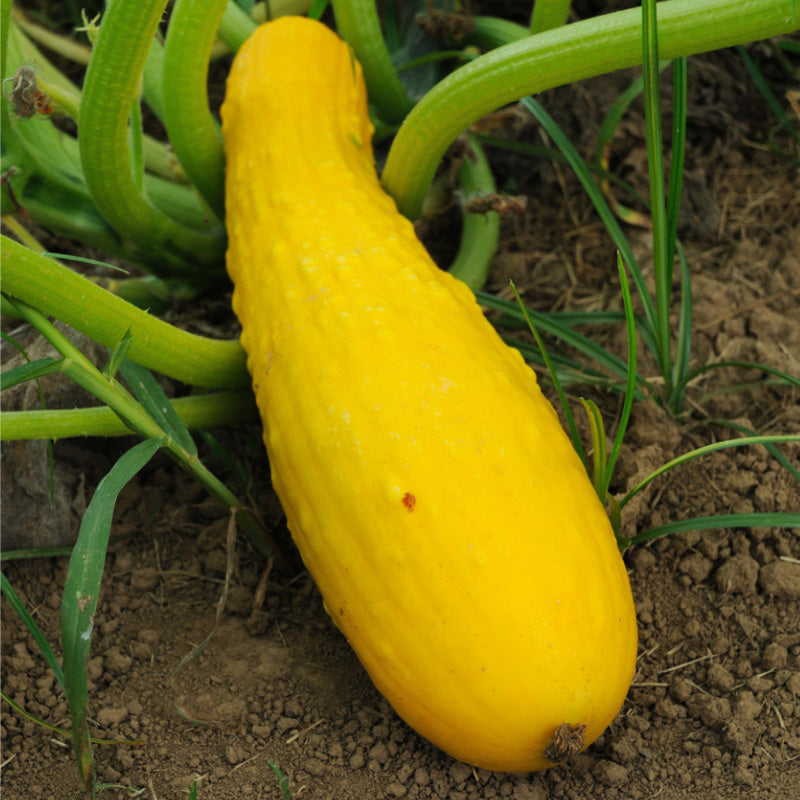 Graines de courge d'été à col droit jaune prolifique (biologiques)