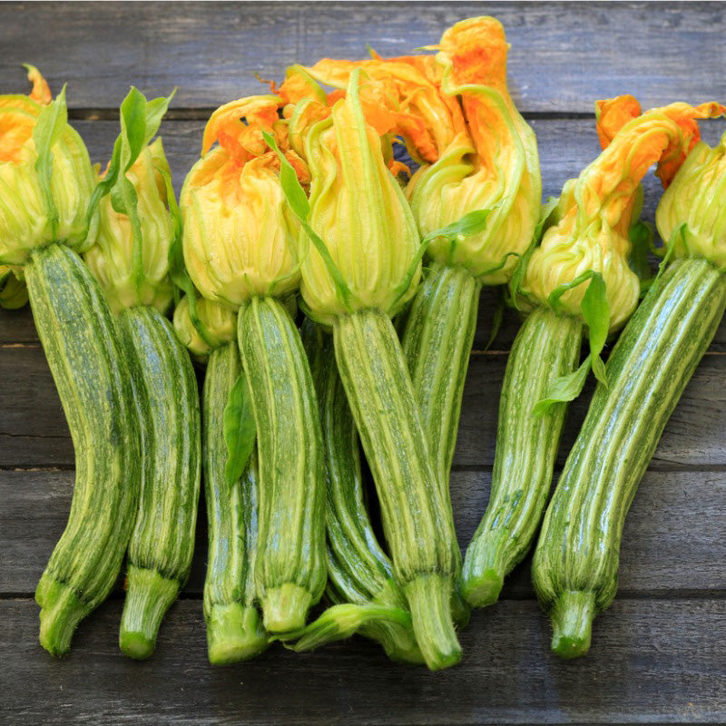 Graines de courgettes d'été Straito d'Italia (biologiques)