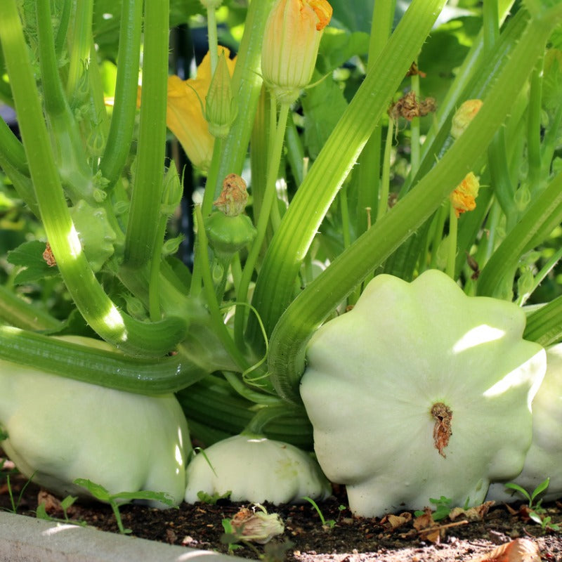 Graines de courge d'été de pétoncle blanc (biologiques)