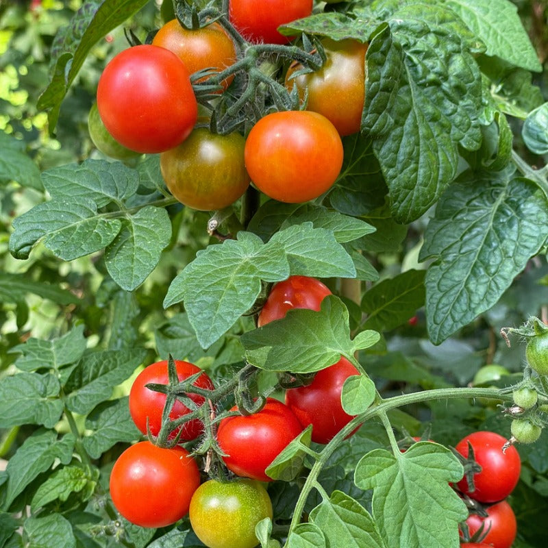 Grosses graines de tomates cerises rouges