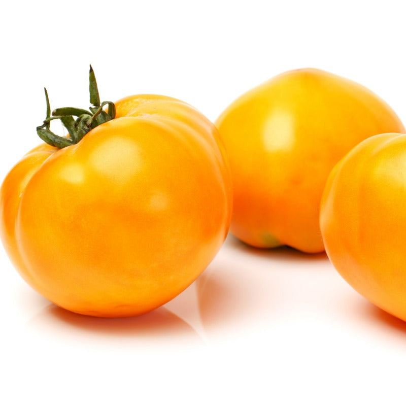 Graines de tomates Valencia (biologiques)