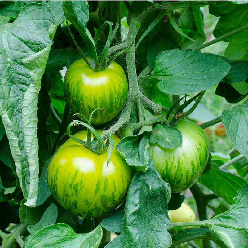 Green Zebra Tomato Seeds (Organic) - Tampa soil911.com