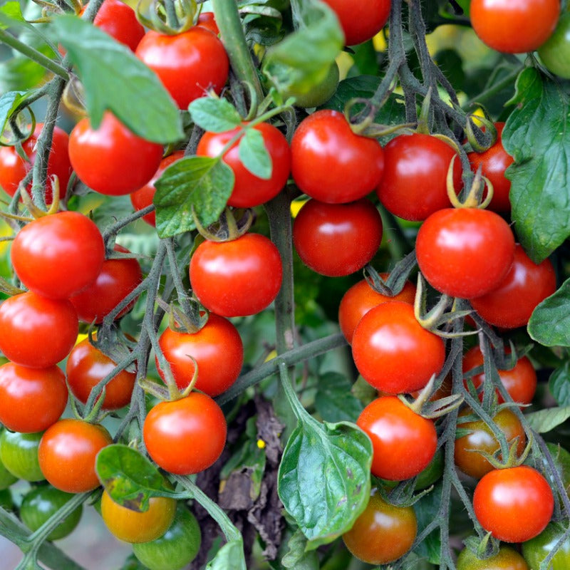 Semillas de tomate cherry de Chadwick (orgánicas)