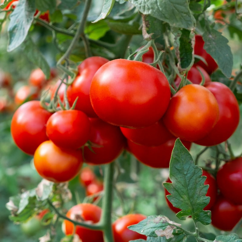 Graines de tomates Gardener's Delight (biologiques)