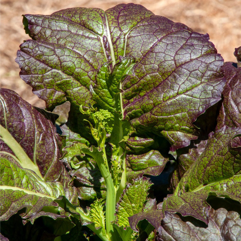 Graines de moutarde géantes rouges (biologiques)