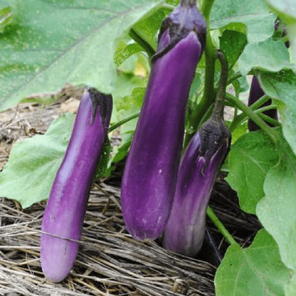 Ping Tung Long Eggplant seeds 3 purple elongated eggplants growing on plant Seedtime Store on Tampa Home & Garden Store