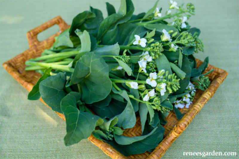 Graines précoces de brocoli chinois/jade gai lan