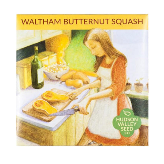 Pack artistique de courges d'hiver biologiques Waltham Butternut