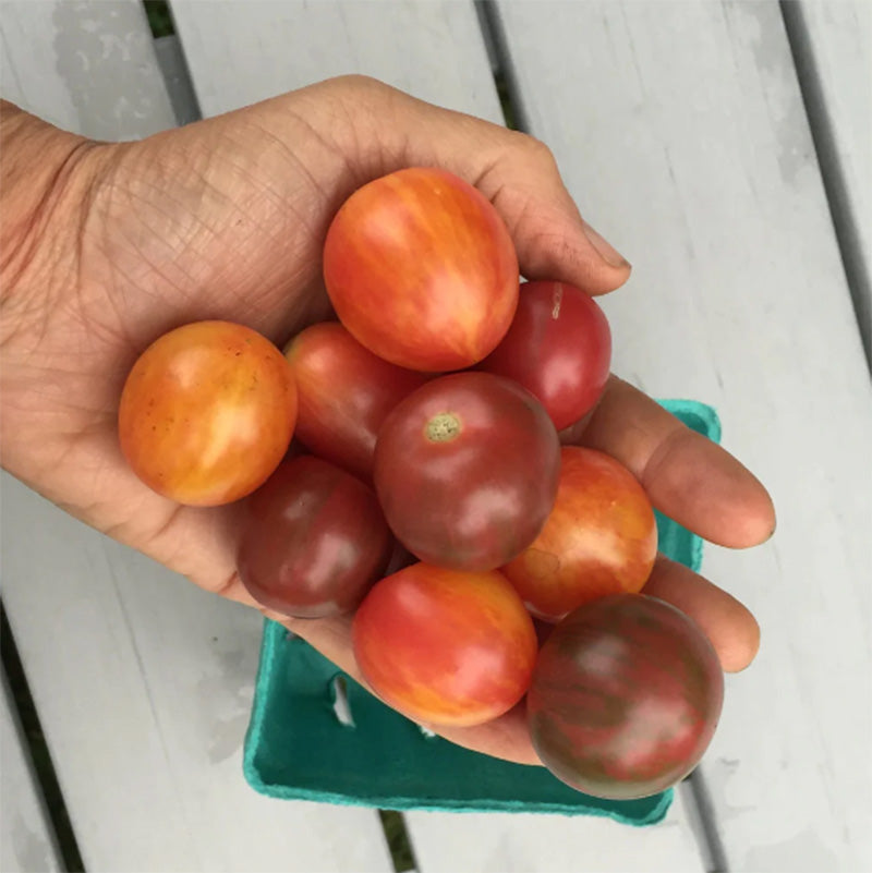 Pack artistique de mélange de tomates cerises Bumble Bee biologiques