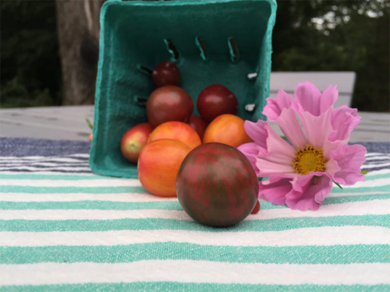 Pack artistique de mélange de tomates cerises Bumble Bee biologiques