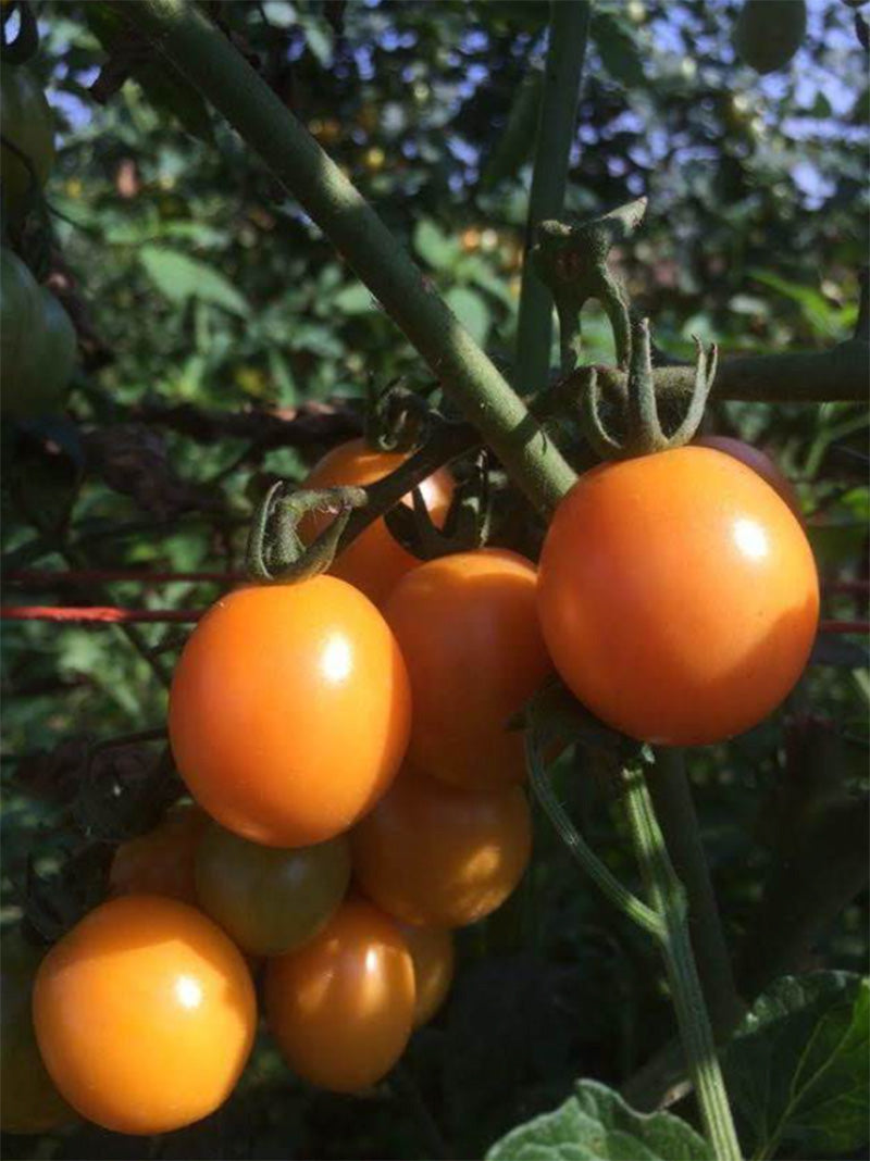 Pack artistique de tomates cerises au miel biologique