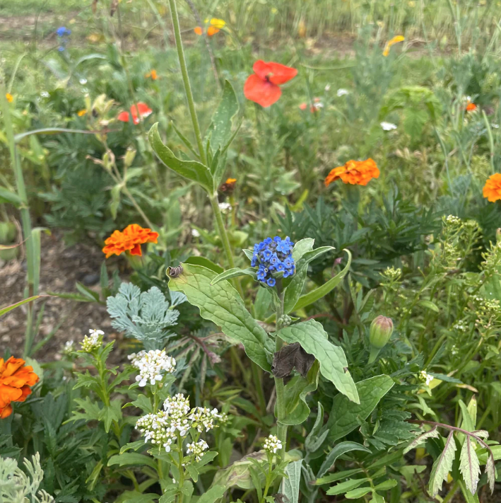 Mezclador de semillas de flores silvestres Colorscape