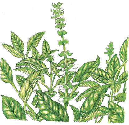 Sweet Basil seeds plant illustration with green leaves and tall stems Seedtime Store on Tampa Home & Garden Store