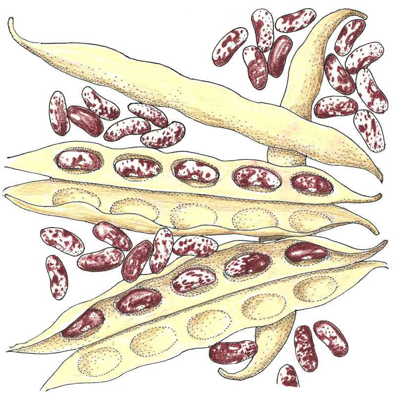 Graines de haricots nains Jacob's Cattle (biologiques)