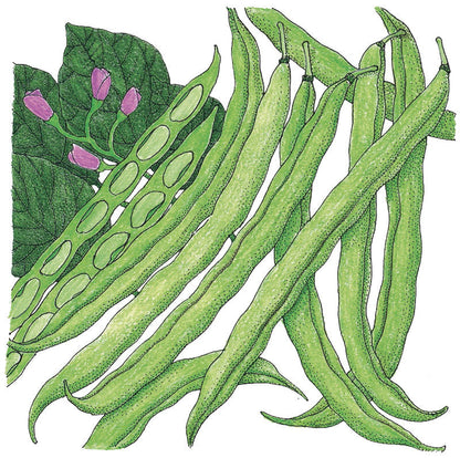 Tendergreen Bush Bean seeds Seedtime Store green slender pods showing seeds on Tampa Home & Garden Store