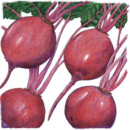 Early Wonder Tall Beet seeds, red beets with purple stems, Seedtime Store, four shown on Tampa Home & Garden Store