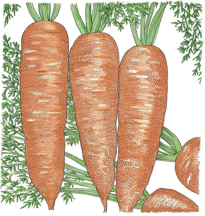 Napoli Carrot seeds illustration featuring three large orange carrots with green tops Seedtime Store on Tampa Home & Garden Store