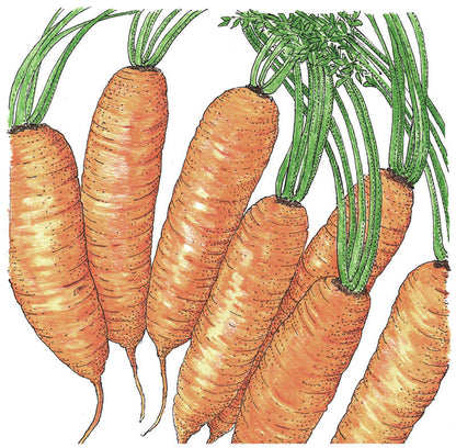 Little Finger carrot seeds illustration showing orange carrots with green tops on Tampa Home & Garden Store