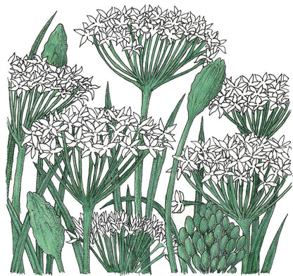 Garlic chive seeds illustration with white flower umbels and green stems Seedtime Store on Tampa Home & Garden Store